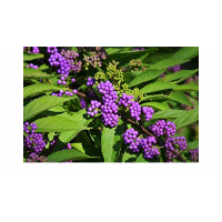 Callicarpa dichotoma'Issai' 