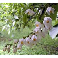 Styrax obassia 