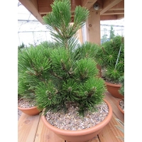 Pinus heldreichii'Little Dracula' 