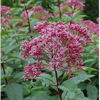 Eupatorium maculatum'Augustrubin'