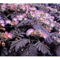 Albizia julibrissin'Summer Chocolate' 