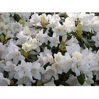 Rhododendron'Dora Amateis' 
