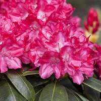 Rhododendron yakushianum'Astrid' 
