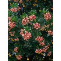 Arbutus undo'Mercurius' 