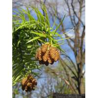 Cunninghamia lanceolata 