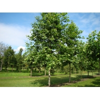 Platanus hispanica(acerifolia) 