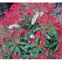 Pieris'Flaming Silver' 
