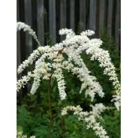 Astilbe thunbergii'Professor van der Wielen'