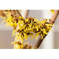 Hamamelis intermedia'Westerstede' 