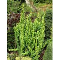 Berberis thunbergii'Erecta' 