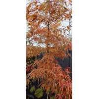 Acer palmatum'Scolopendrifolium' 