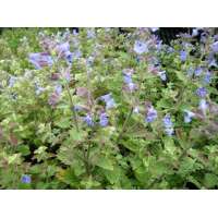 Nepeta grandiflora'Wild Cat'