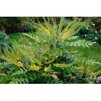 Mahonia media'Charity' 