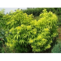 Sambucus racemosa'Plumosa Aurea' 