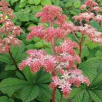 Rodgersia'Dark Pokers' 