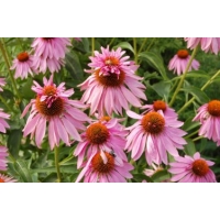 Echinacea purpurea'Double Decker'