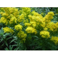 Solidago'Golden Mosa'