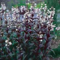 Penstemon digitalis'Husker Red'