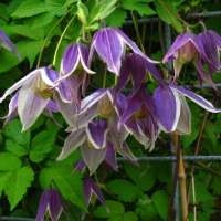 Clematis'Blue Eclipse' 