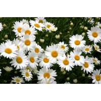 Leucanthemum'Becky'