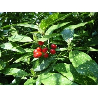 Aucuba japonica'Variegata' 