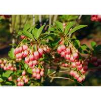 Enkianthus campanula's'Pagode' 