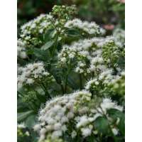 Eupatorium rugosum'Braunlaub'