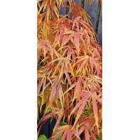 Acer palmatum'Scolopendrifolium' 