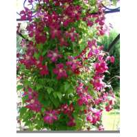 Clematis viticella'Rubra' 