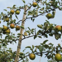 Malus'jonagold'leivorm 