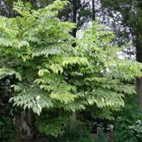 Aralia elata'Aureovariegata'' 