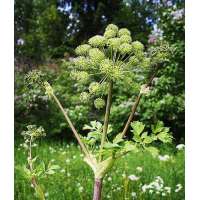 Angelica archangelica