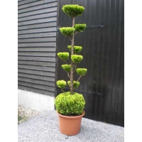 Chamaecyparis lawsoniana'Stardust'bol plateau 