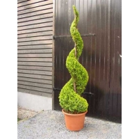 Chamaecyparis lawsoniana'Stardust' spiraal 
