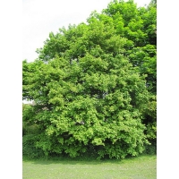 Acer campestre'Elsrijk' 