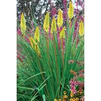 Kniphofia'Pineapple Popsicle'