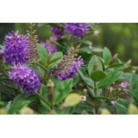 Hebe'Alicia Amherst' 