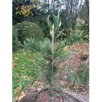 Sequoiadendron giganteum'French Beauty' 