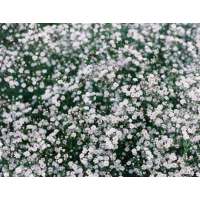 Gypsophila paniculata'Bristol Fairy' 