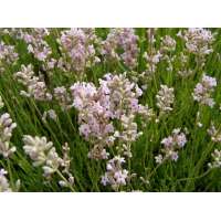 Lavendula angustifolia'Loddon Pink'