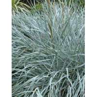 Leymus arenarius'Blue Dune'