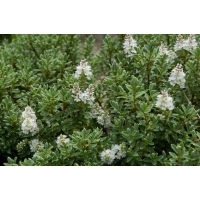 Hebe pinguifolia'Sutherlandii' 