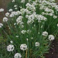 Allium tuberosum