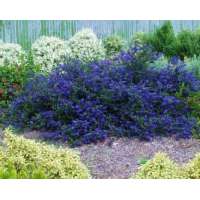 Ceanothus'Blue Sapphire' 