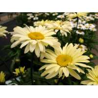 Leucanthemum'Banana Cream'