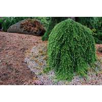 Tsuga heterophylla'Thorsen's Weeping' 