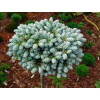 Abies Korean'Kohout's Icebreaker' 