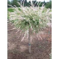 Salix integra'Hakuro Nishiki' 