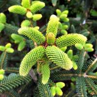 Abies pinsapo'Serenade' 