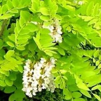 Robinia pseudoacacia'Frisia' 